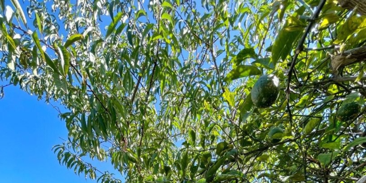 2/23 Carlton Street, Hillsborough,   NZ
